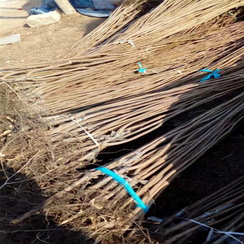 什么地方賣(mài)8公分黑柿子苗格