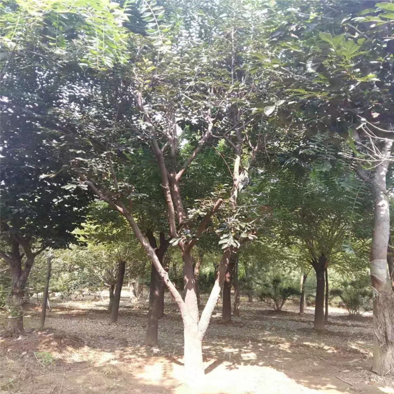 2019年1米高的秋焰柿子苗價(jià)格