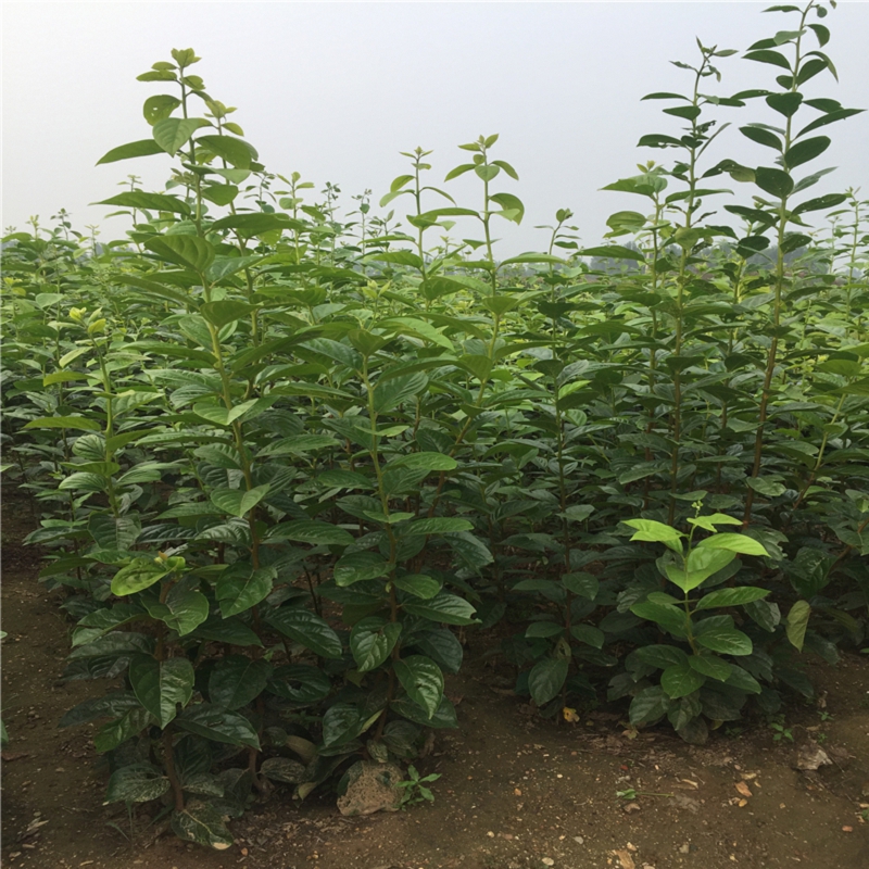 2019年1公分火晶柿子苗批發(fā)什么價格