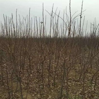 什么地方賣矮化的富有柿子苗批發(fā)價格多少