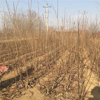 什么地方賣矮化藤八柿子苗批發(fā)價(jià)格
