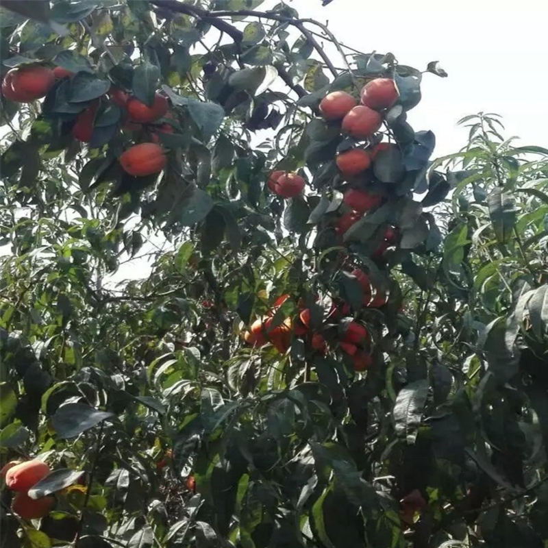 什么地方賣60高的秋焰柿子苗格