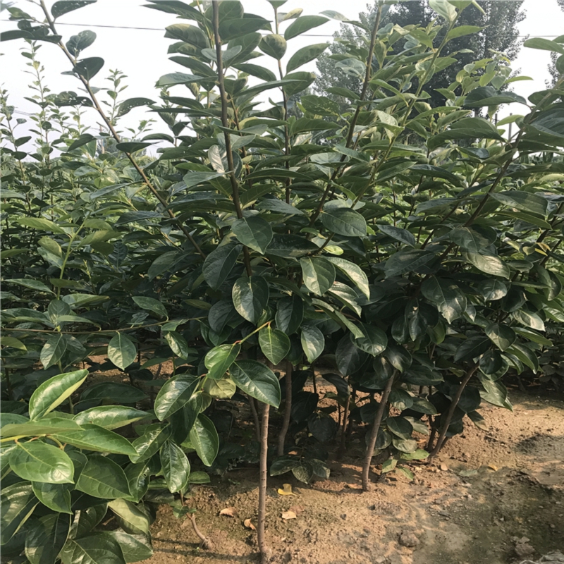 新品種3年生火晶柿子苗多少錢
