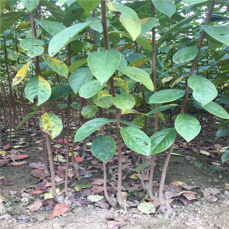 山東牛心柿子苗批發(fā)多少錢、牛心柿子苗行情