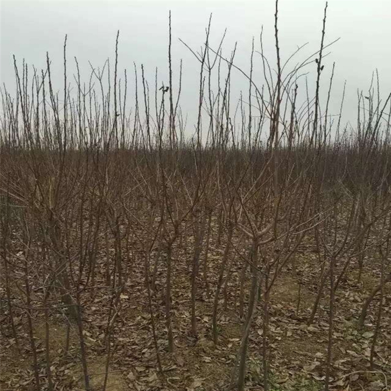 哪里有5年的石柿柿子苗批發(fā)多少錢