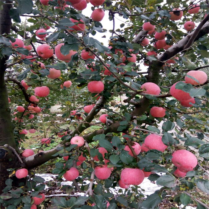 紅嘎啦蘋(píng)果樹(shù)苗出售基地、紅嘎啦蘋(píng)果樹(shù)苗2018年新報(bào)價(jià)