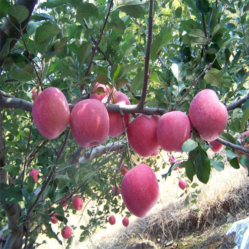 2018年煙富0蘋果苗主產(chǎn)區(qū)、煙富0蘋果苗多少錢