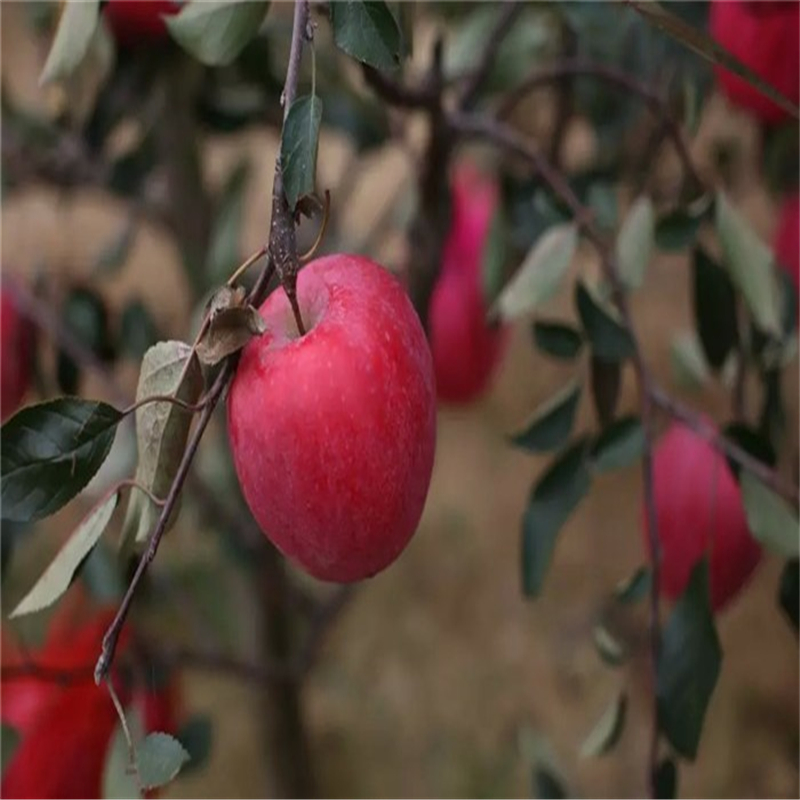 1米高蘋(píng)果樹(shù)苗基地哪里有、1米高蘋(píng)果樹(shù)苗多少錢(qián)