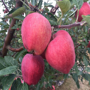 新品種紅肉蘋果苗賣什么價(jià)紅肉蘋果苗價(jià)格