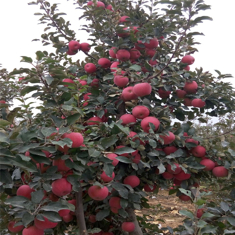 山東紅色之戀蘋果樹苗、紅色之戀蘋果樹苗種植技術(shù)