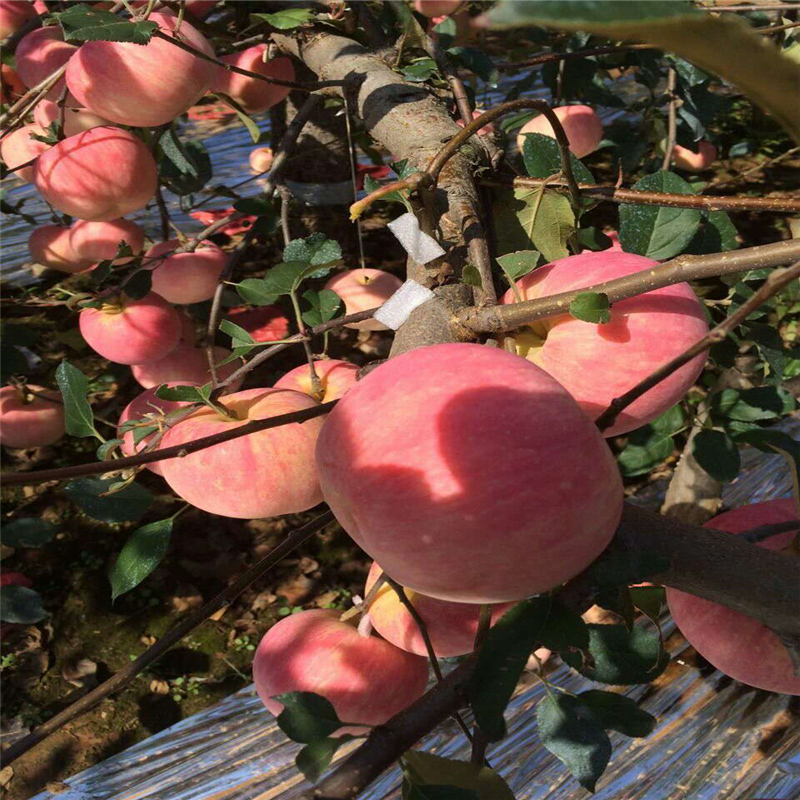 2018年煙富0蘋果苗出售基地、煙富0蘋果苗一棵多少錢