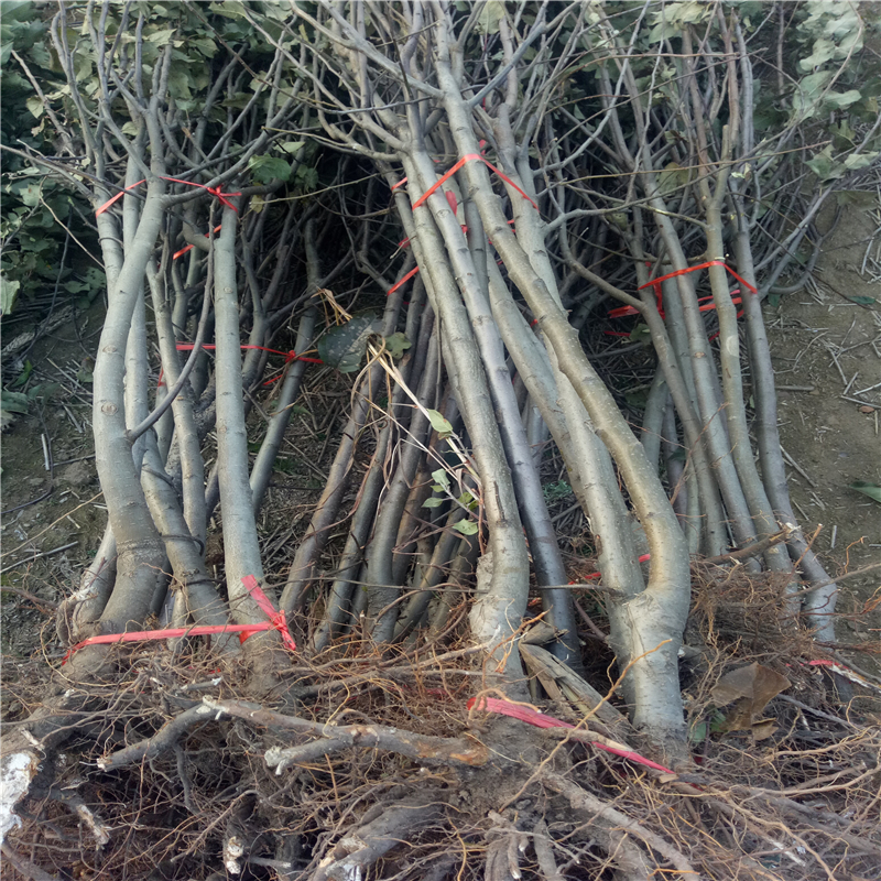 1米高蘋(píng)果樹(shù)苗基地哪里有、1米高蘋(píng)果樹(shù)苗多少錢(qián)