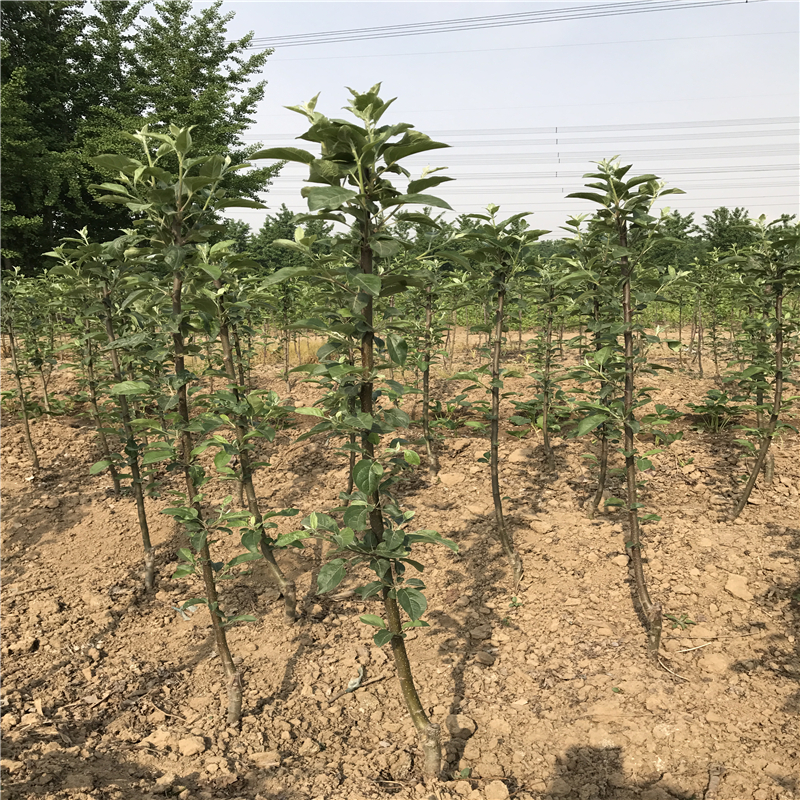 魯麗蘋果苗好苗價格_魯麗蘋果苗市場賣多少錢