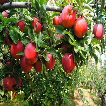 哪里有盆栽苹果树苗盆栽苹果树苗出售基地