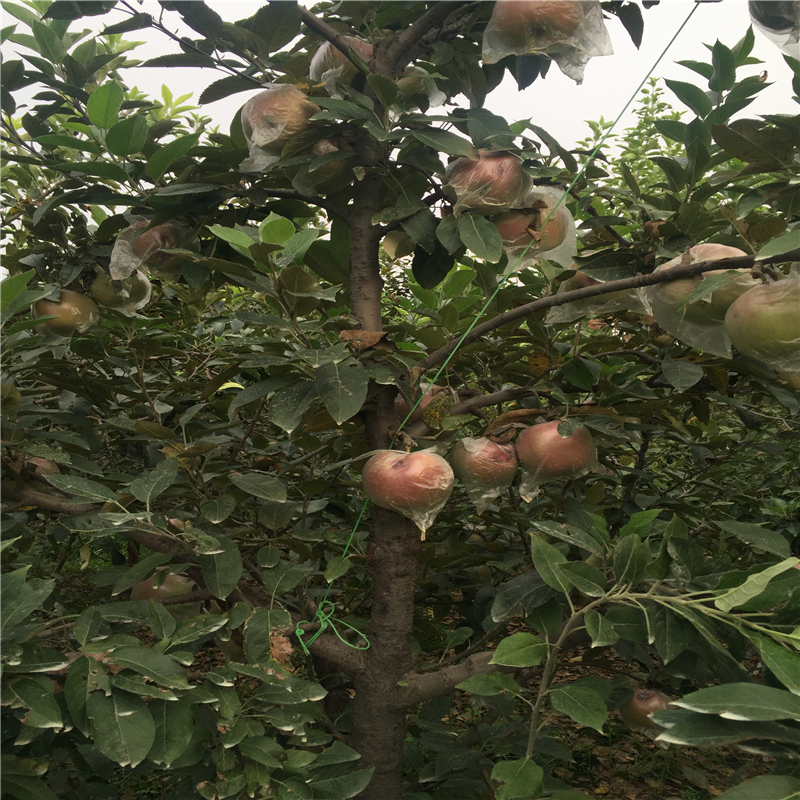 維納斯蘋果苗出售基地維納斯蘋果苗價格多少