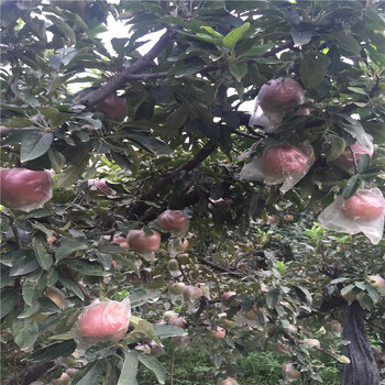 新品種紅肉蘋果苗基地哪里有紅肉蘋果苗多少錢一株