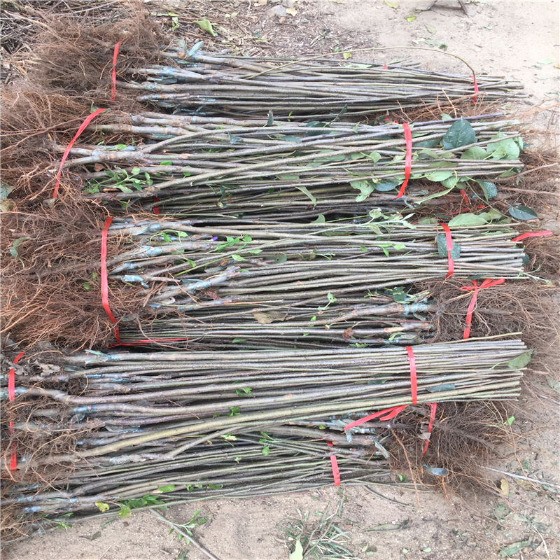 2019年寒富蘋果樹苗√寒富蘋果樹苗種植技術(shù)