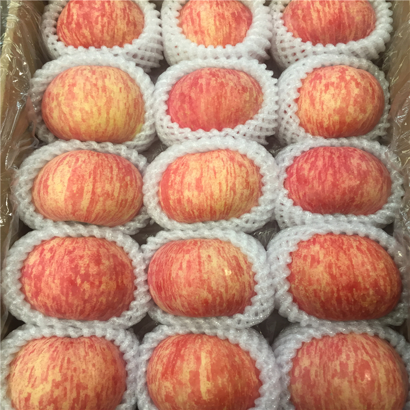 紅嘎啦蘋(píng)果樹(shù)苗近期什么價(jià)格、紅嘎啦蘋(píng)果樹(shù)苗價(jià)錢(qián)