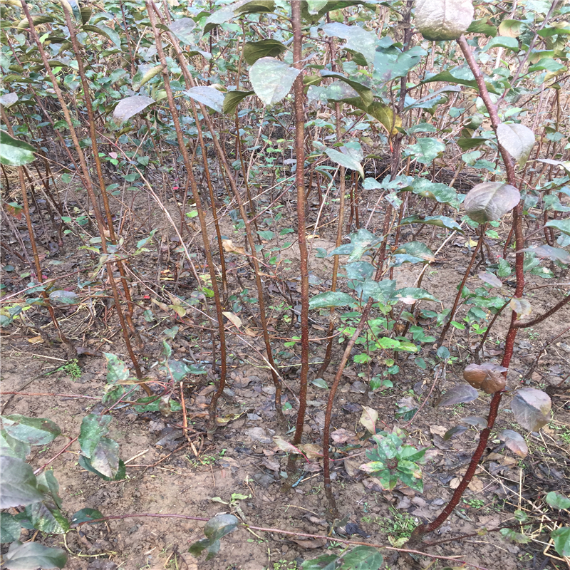 新品種紅肉蘋果苗基地哪里有紅肉蘋果苗基地