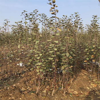 紅嘎啦蘋果樹苗什么時(shí)候種好、紅嘎啦蘋果樹苗種植基地