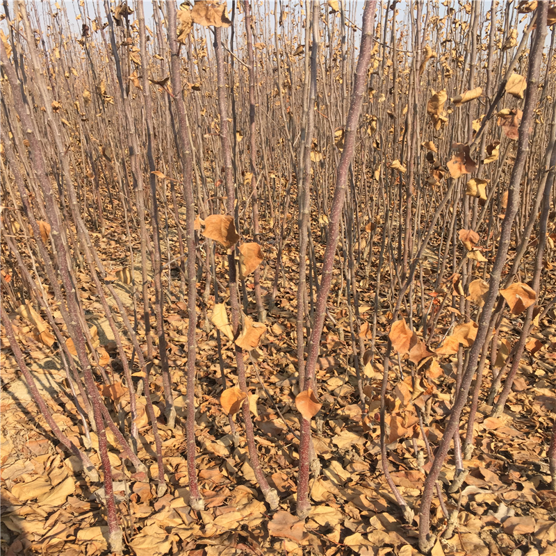 新品种烟富苹果苗好苗价格、烟富苹果苗多少钱一株