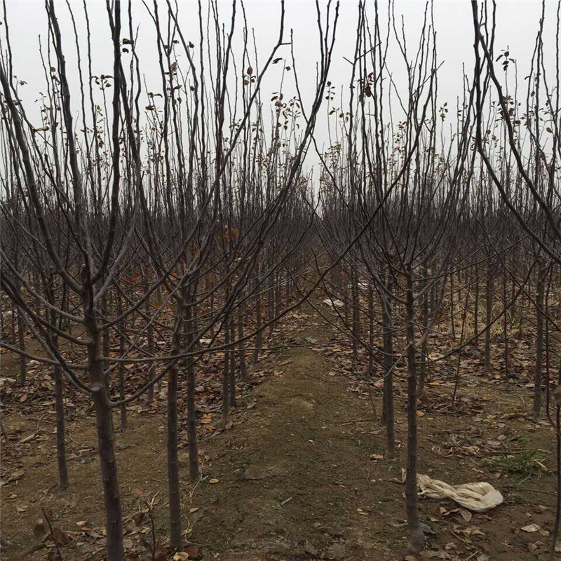 红嘎啦苹果树苗什么时候种好、红嘎啦苹果树苗种植基地