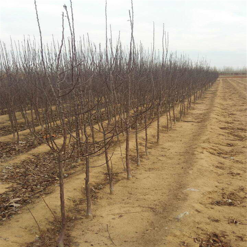 新品种烟富苹果苗出售基地、烟富苹果苗价格多少