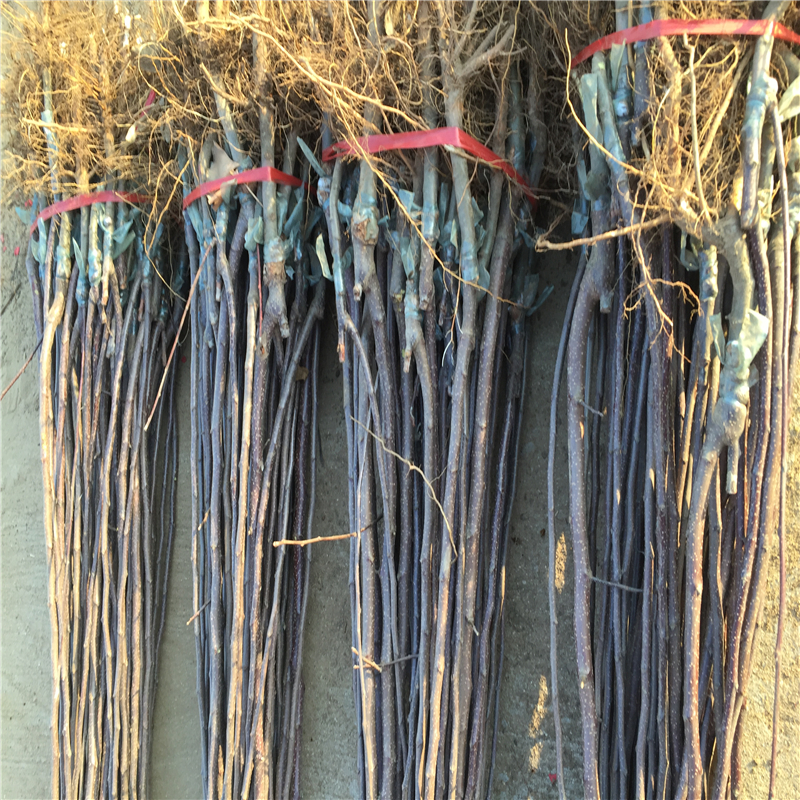 哪里有盆栽蘋果樹苗盆栽蘋果樹苗出售基地