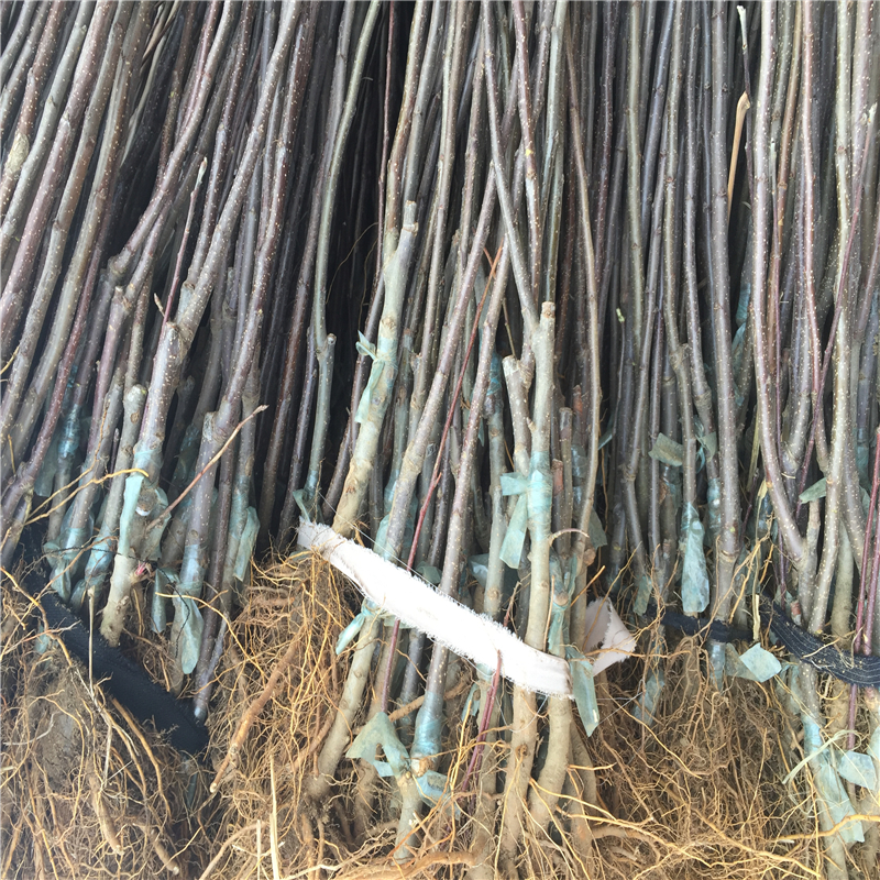 哪里有紅色之戀蘋(píng)果樹(shù)苗、紅色之戀蘋(píng)果樹(shù)苗苗出售