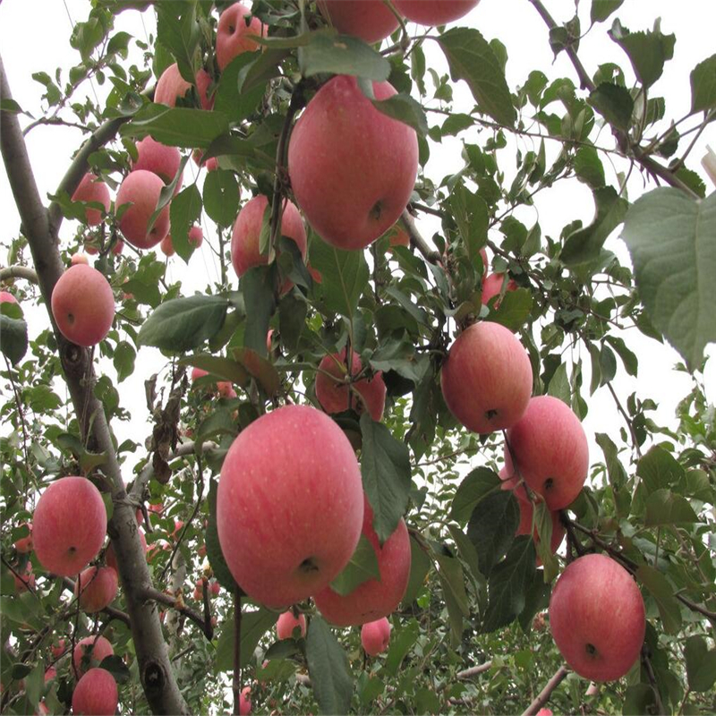 2018年煙富0蘋果苗出售基地、煙富0蘋果苗一棵多少錢