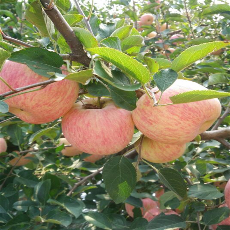 新品種煙富蘋(píng)果苗基地才賣(mài)多少錢(qián)、煙富蘋(píng)果苗多少錢(qián)