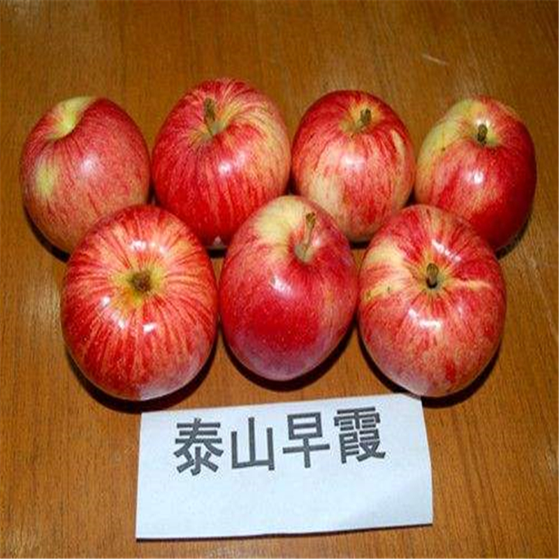 2018年煙富0蘋果苗主產(chǎn)區(qū)、煙富0蘋果苗多少錢