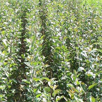 2018年煙富0蘋果苗多少錢一棵、煙富0蘋果苗價(jià)錢