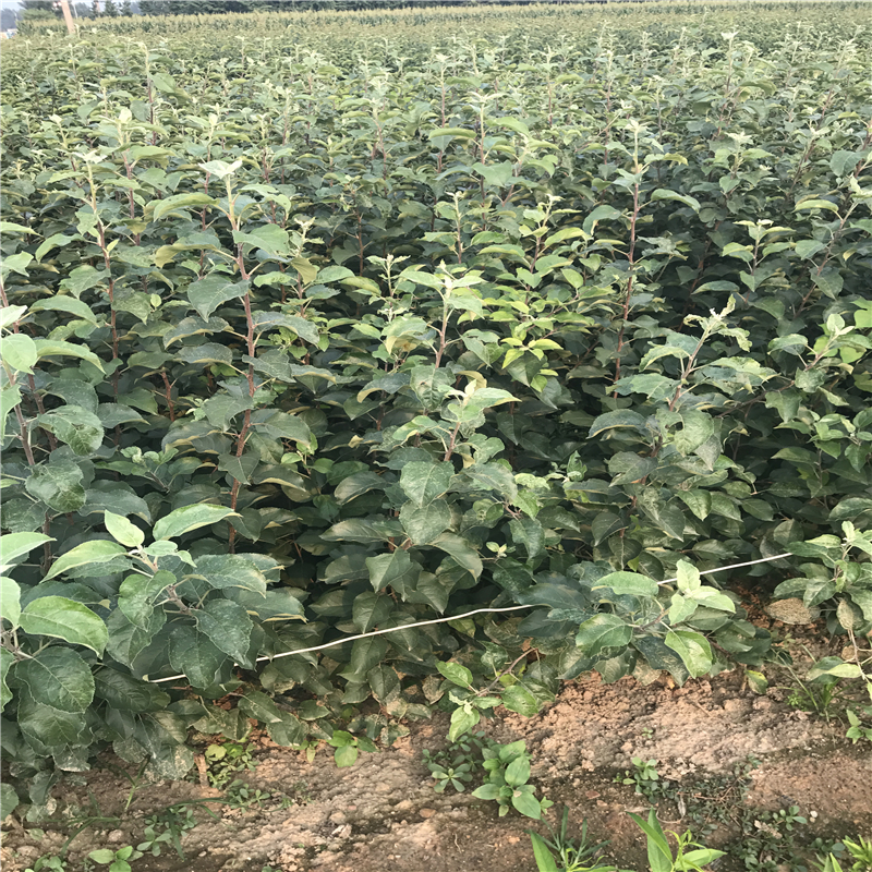 新品種紅富士蘋果樹苗紅富士蘋果樹苗基地
