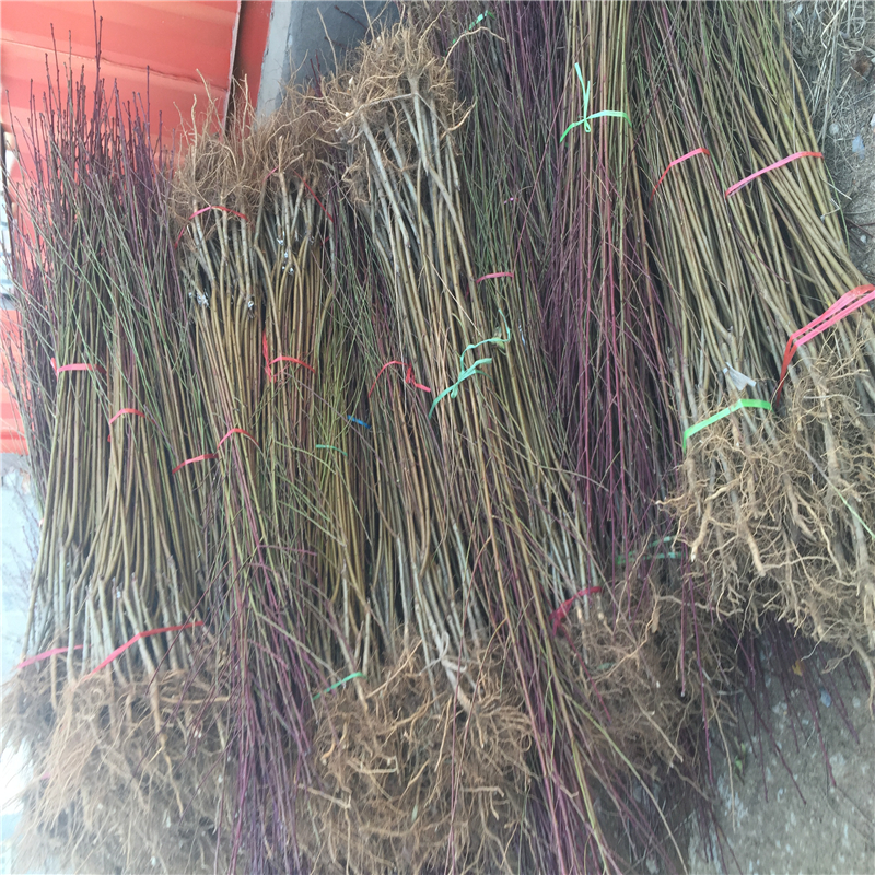 哪里有賣(mài)桃樹(shù)原生苗、桃樹(shù)原生苗前景怎么樣