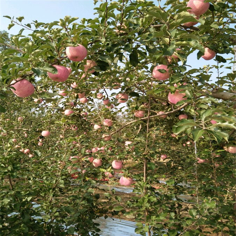 紅嘎啦蘋果樹苗基地才賣多少錢、紅嘎啦蘋果樹苗種植基地