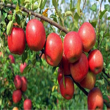 新品種矮化蘋(píng)果樹(shù)苗、矮化蘋(píng)果樹(shù)苗品種介紹