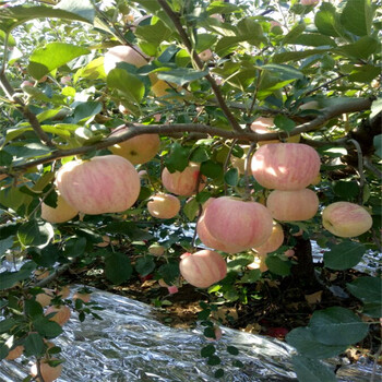 2019年煙富8號(hào)蘋果苗、煙富8號(hào)蘋果苗品種介紹