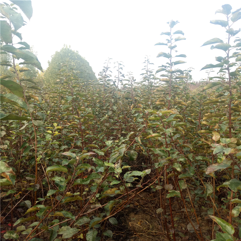 紅嘎啦蘋果樹苗基地才賣多少錢、紅嘎啦蘋果樹苗種植基地