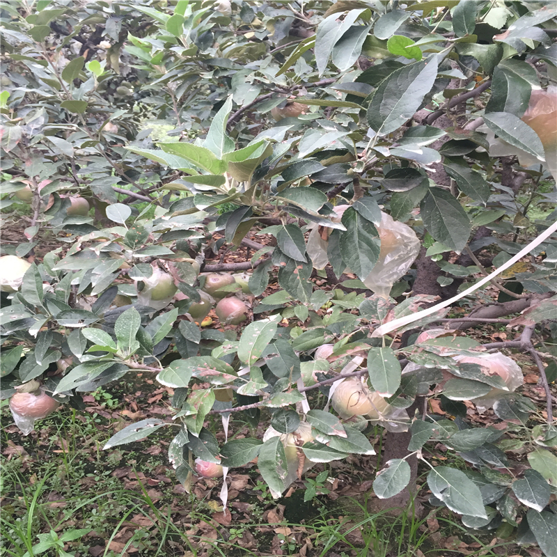 1米高蘋(píng)果樹(shù)苗賣(mài)什么價(jià)、1米高蘋(píng)果樹(shù)苗一棵多少錢(qián)