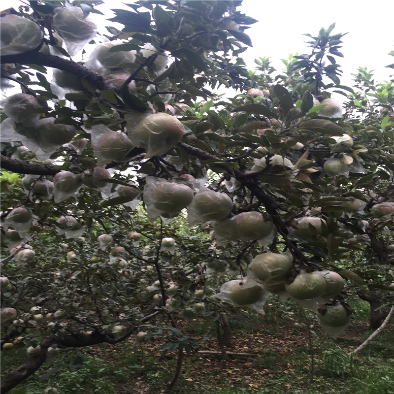 求购盆栽苹果树苗盆栽苹果树苗苗出售