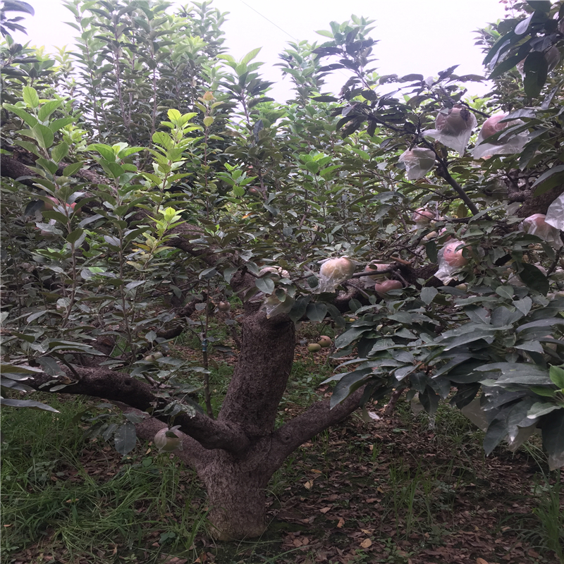 紅嘎啦蘋果樹苗什么時候種好、紅嘎啦蘋果樹苗價格多少