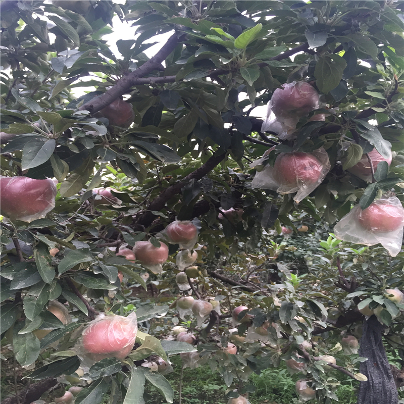 紅嘎啦蘋果樹苗基地哪里有、紅嘎啦蘋果樹苗價格多少