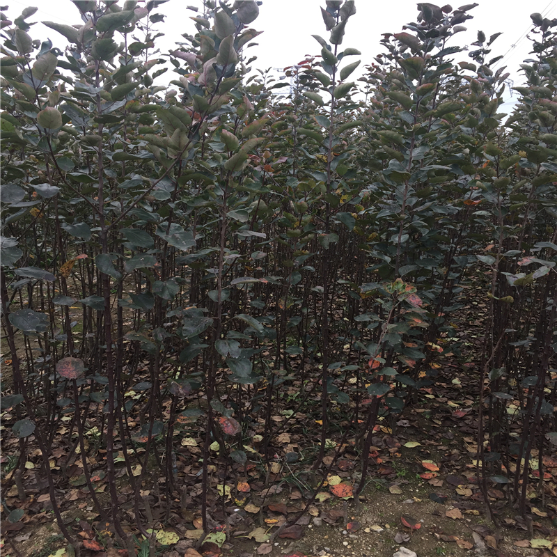 嫁接新品種蘋果樹苗好苗價格_嫁接蘋果樹苗基地