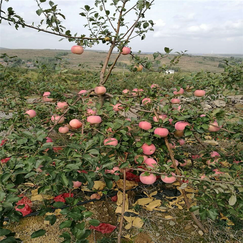 2018年煙富0蘋果苗出售價格、煙富0蘋果苗種植基地