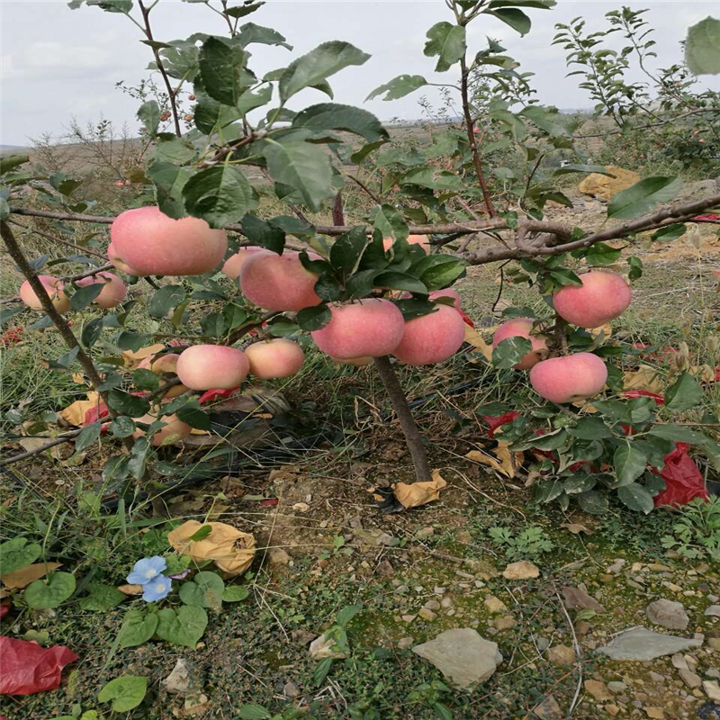 維納斯蘋果苗基地才賣多少錢維納斯蘋果苗報價多少