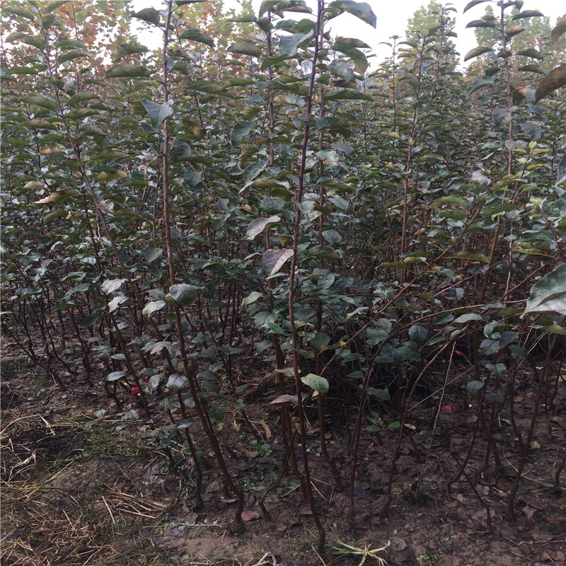 山東紅色之戀蘋果樹(shù)苗、紅色之戀蘋果樹(shù)苗報(bào)價(jià)多少