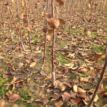 紅嘎啦蘋果樹苗基地才賣多少錢、紅嘎啦蘋果樹苗種植基地