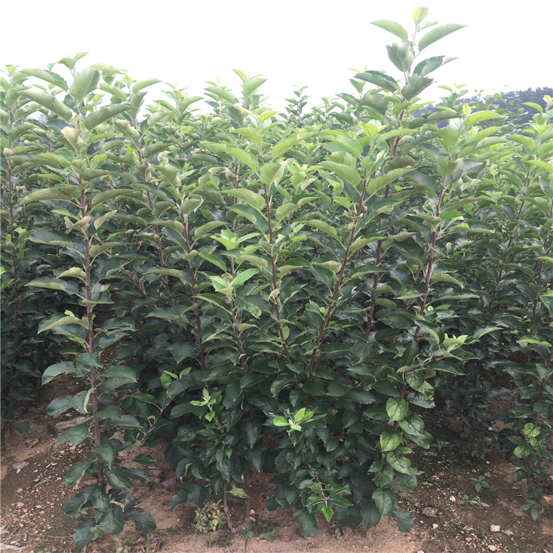 魯麗蘋果苗一畝地栽多少棵_魯麗蘋果苗種植技術(shù)