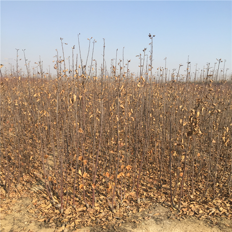 紅嘎啦蘋果樹苗什么時候種好、紅嘎啦蘋果樹苗價格多少
